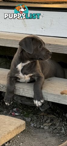 American Staffy x Kelpie Puppies