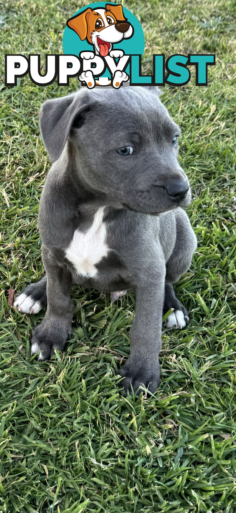 American Staffy x Kelpie Puppies