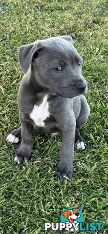 American Staffy x Kelpie Puppies