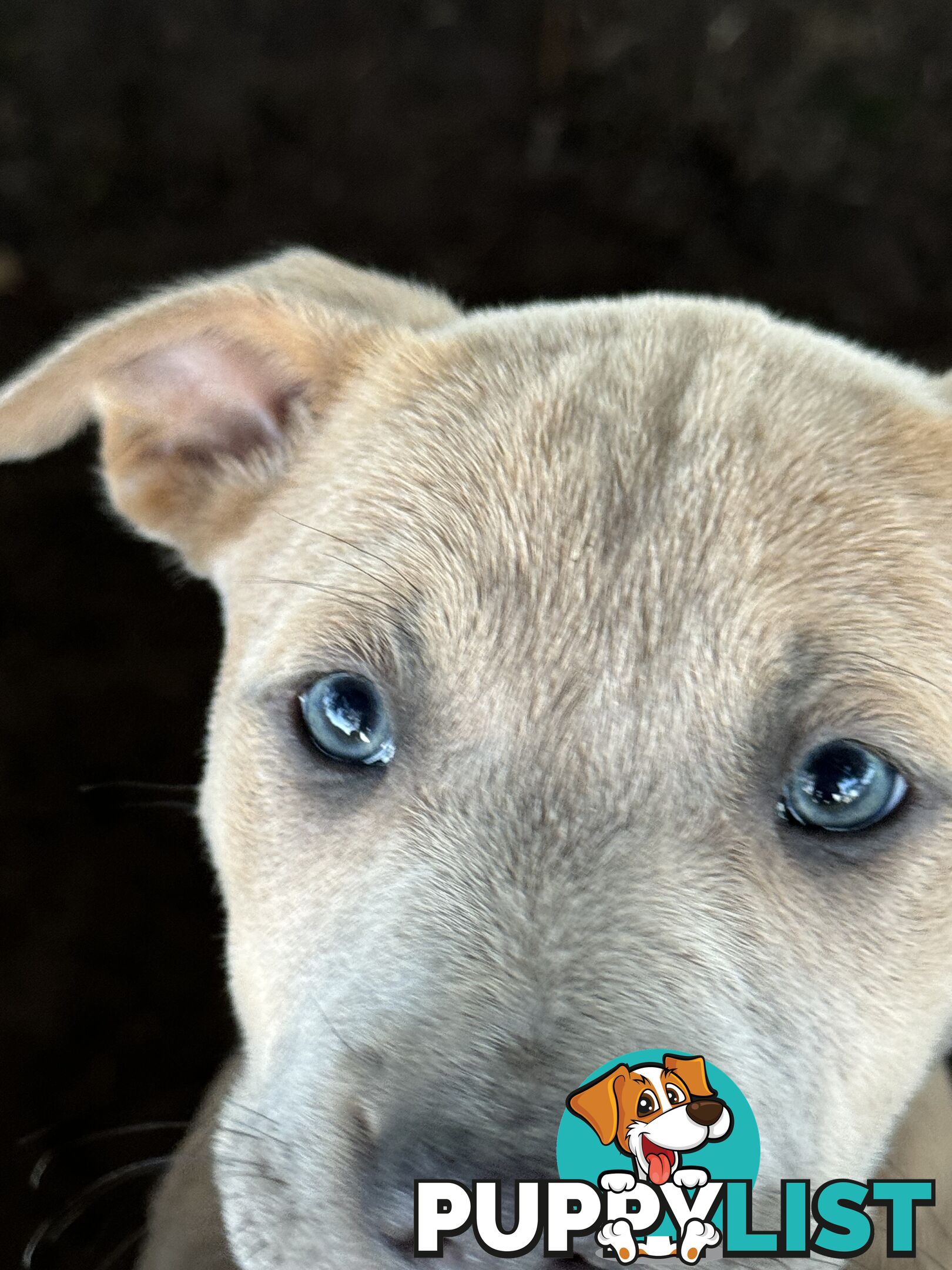 American Staffy x Kelpie Puppies