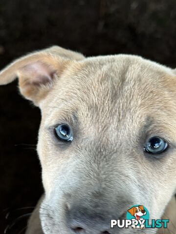 American Staffy x Kelpie Puppies