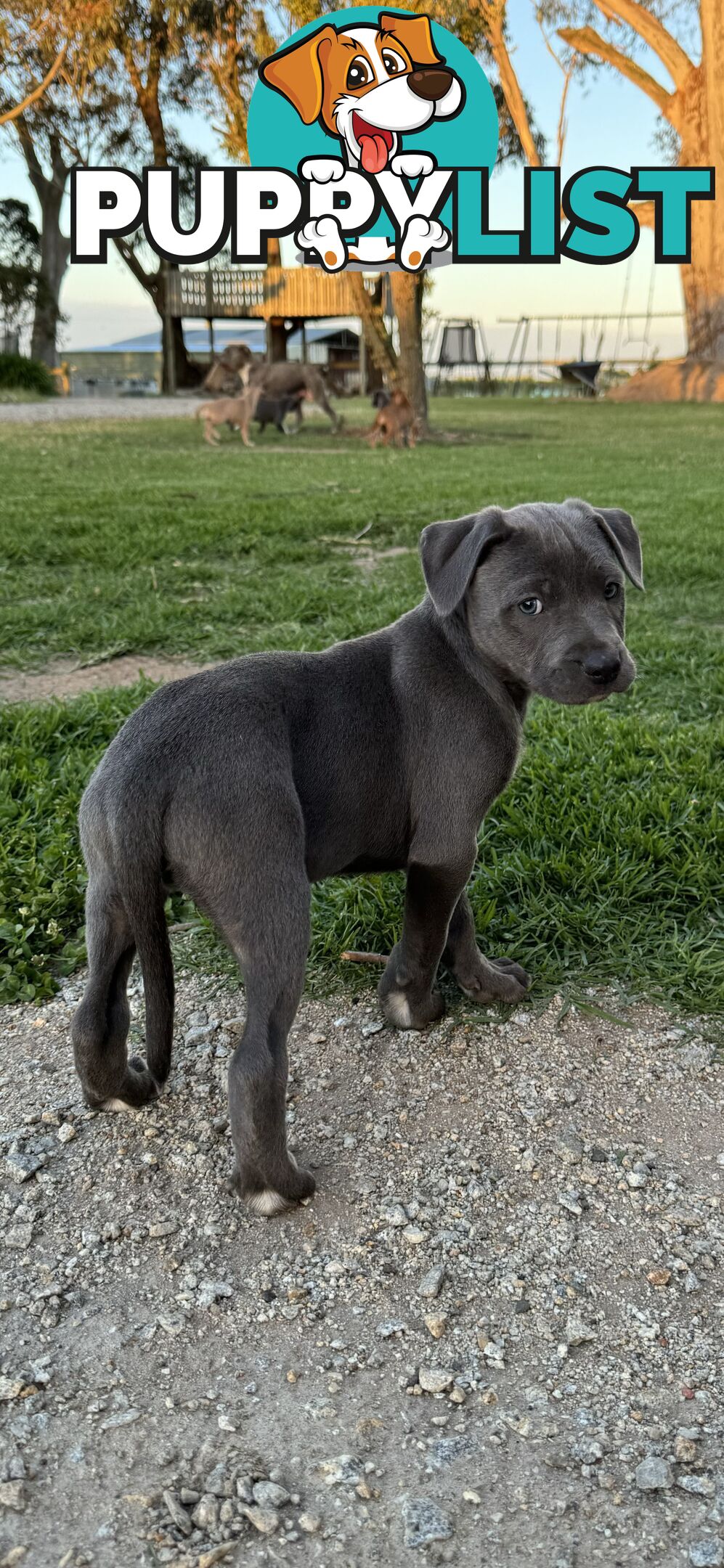 American Staffy x Kelpie Puppies