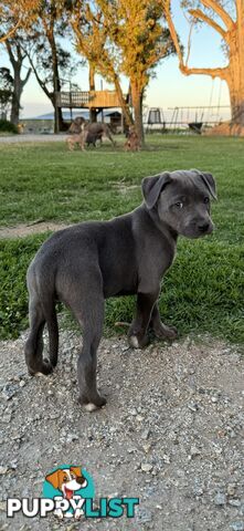 American Staffy x Kelpie Puppies