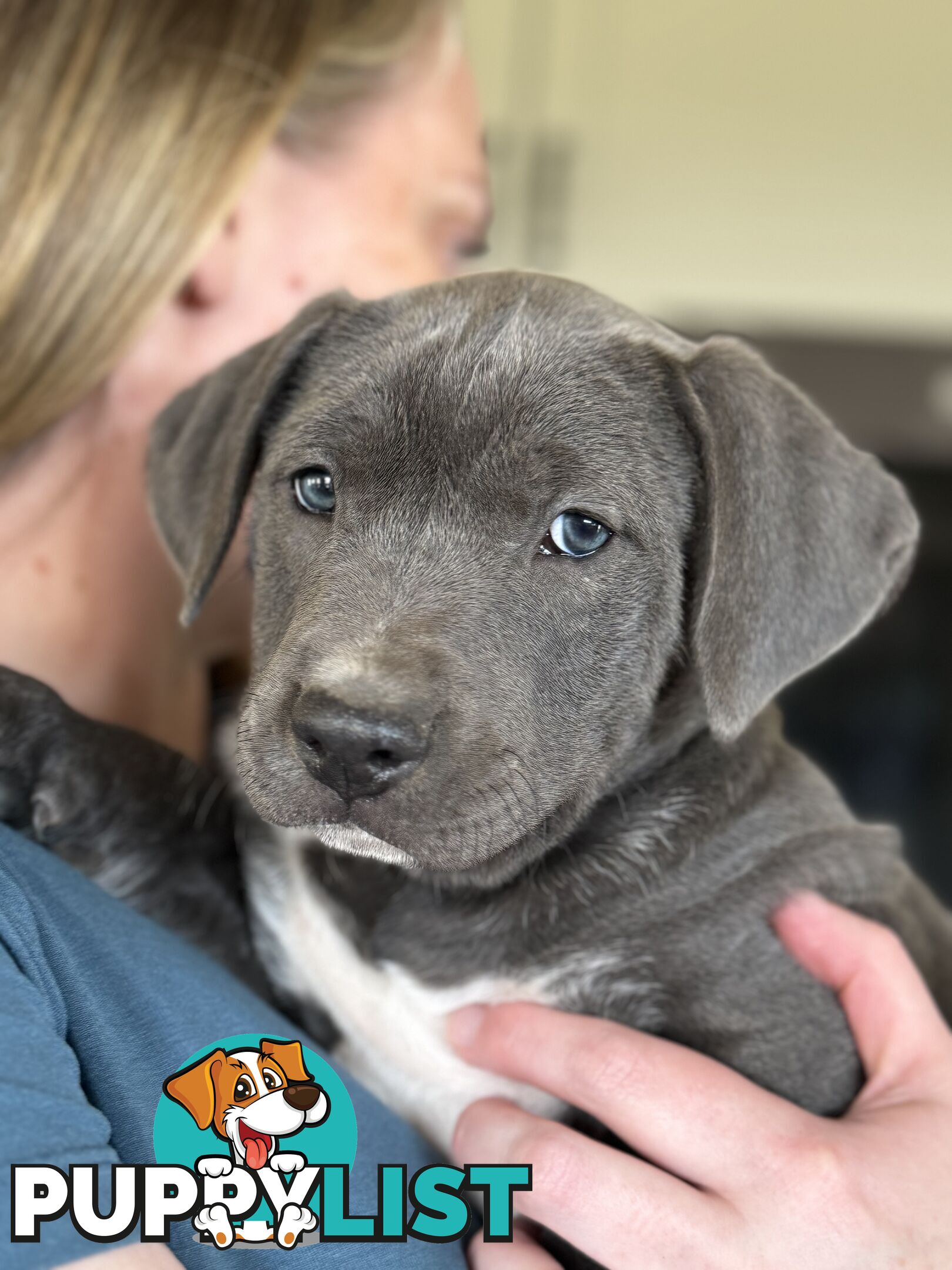 American Staffy x Kelpie Puppies