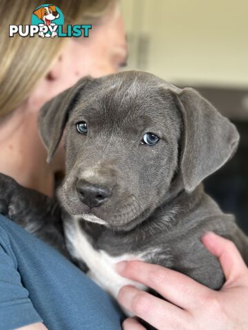 American Staffy x Kelpie Puppies