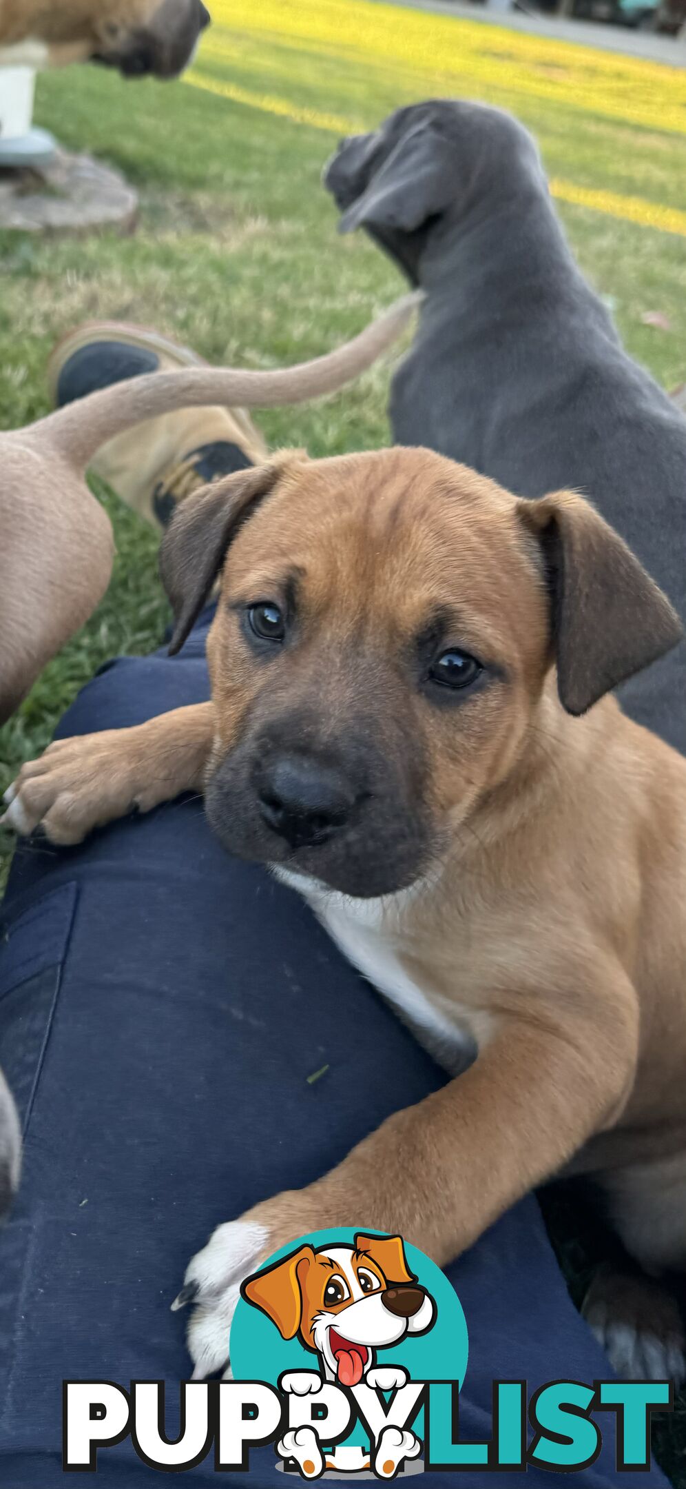 American Staffy x Kelpie Puppies