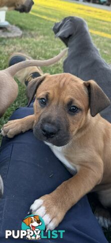 American Staffy x Kelpie Puppies