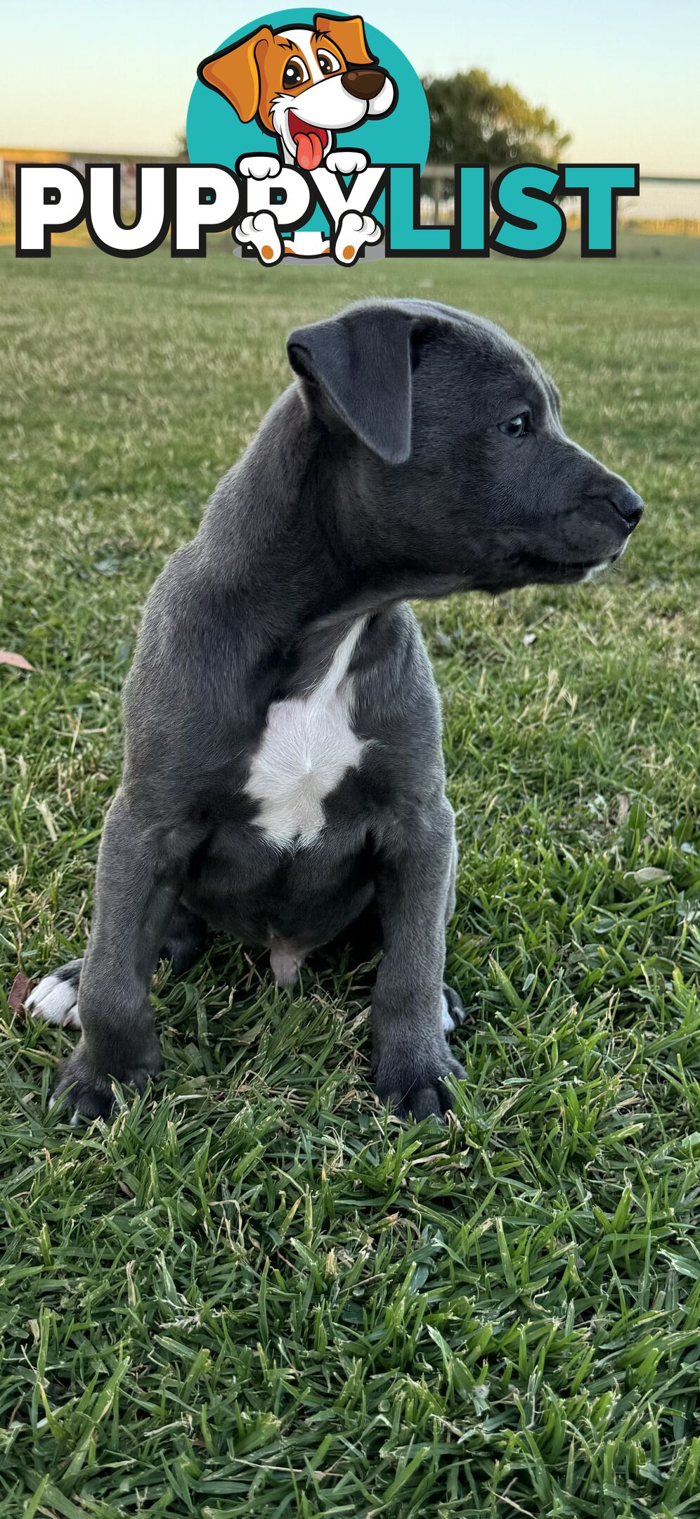 American Staffy x Kelpie Puppies