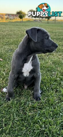 American Staffy x Kelpie Puppies