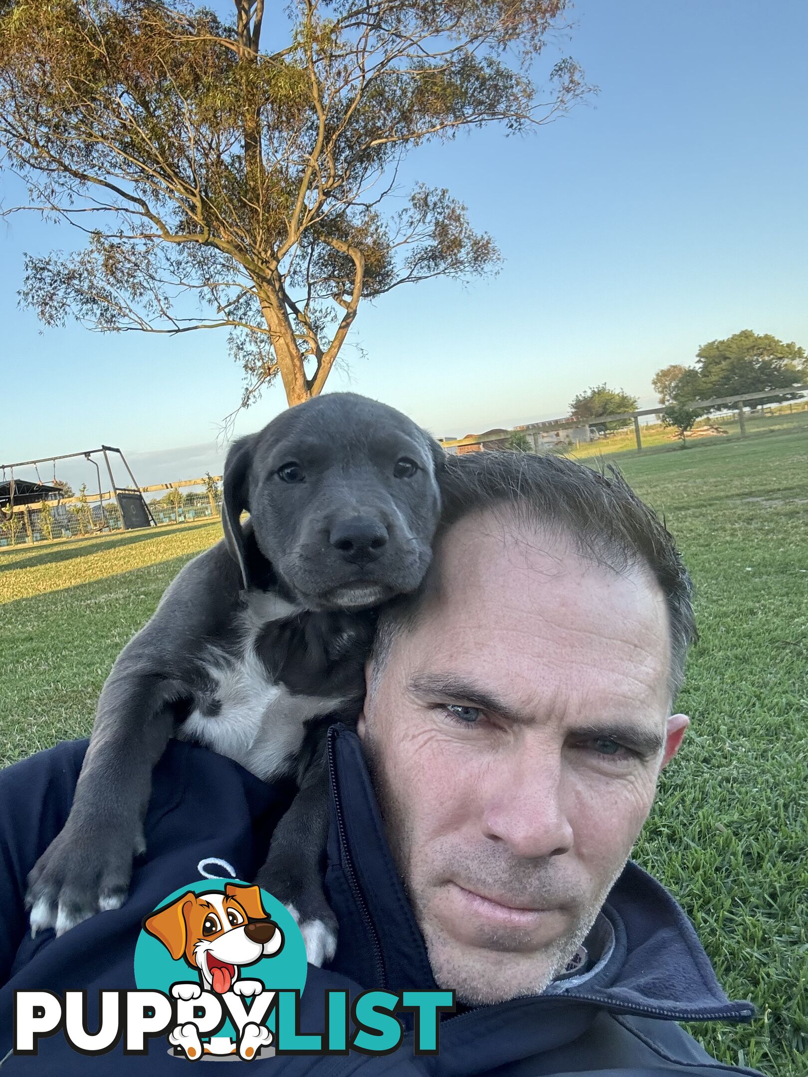 American Staffy x Kelpie Puppies