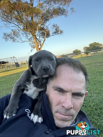 American Staffy x Kelpie Puppies