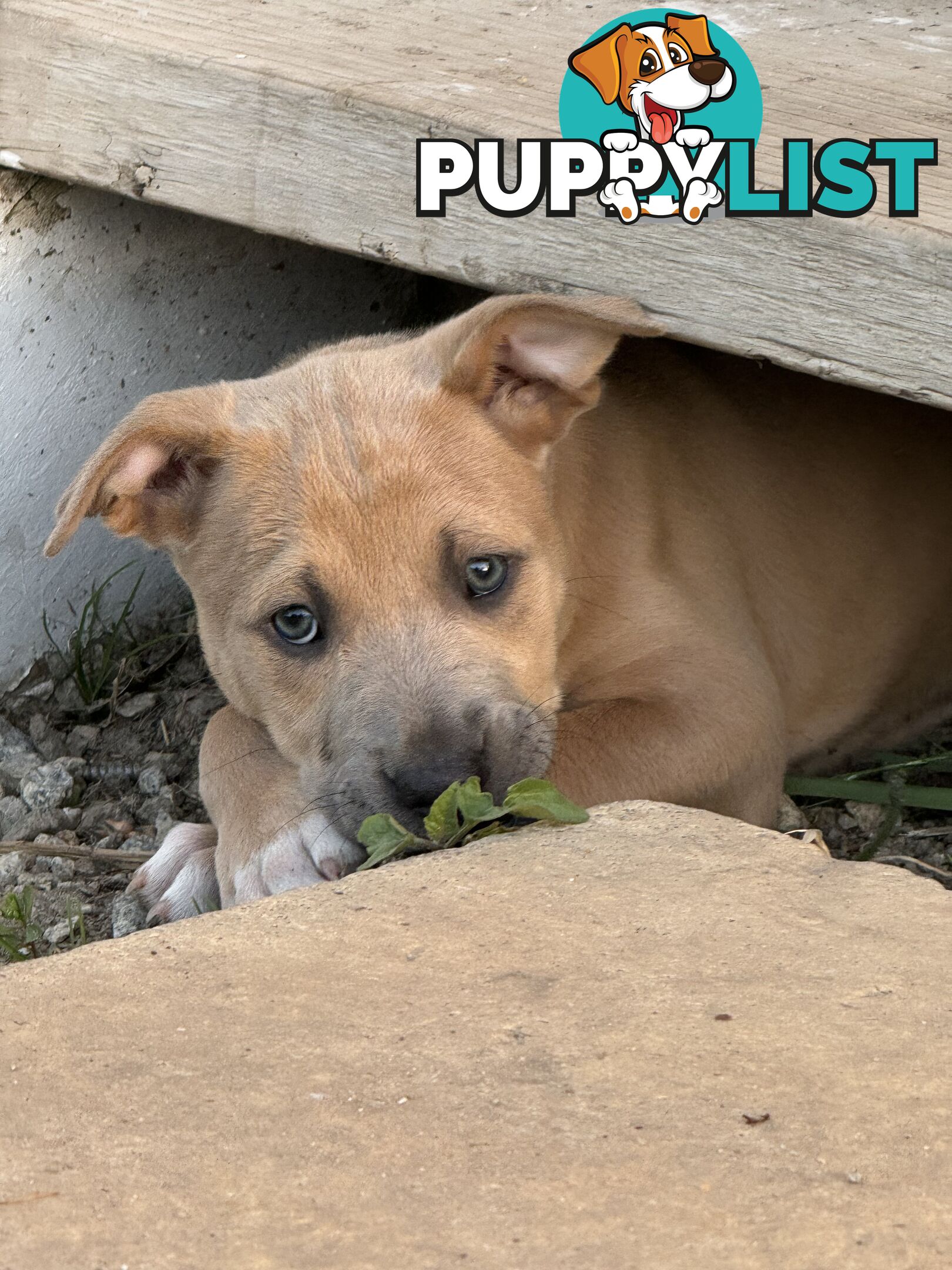 American Staffy x Kelpie Puppies