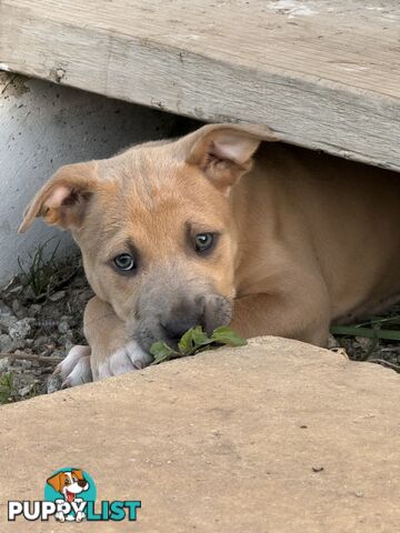 American Staffy x Kelpie Puppies