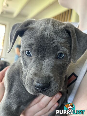 American Staffy x Kelpie Puppies