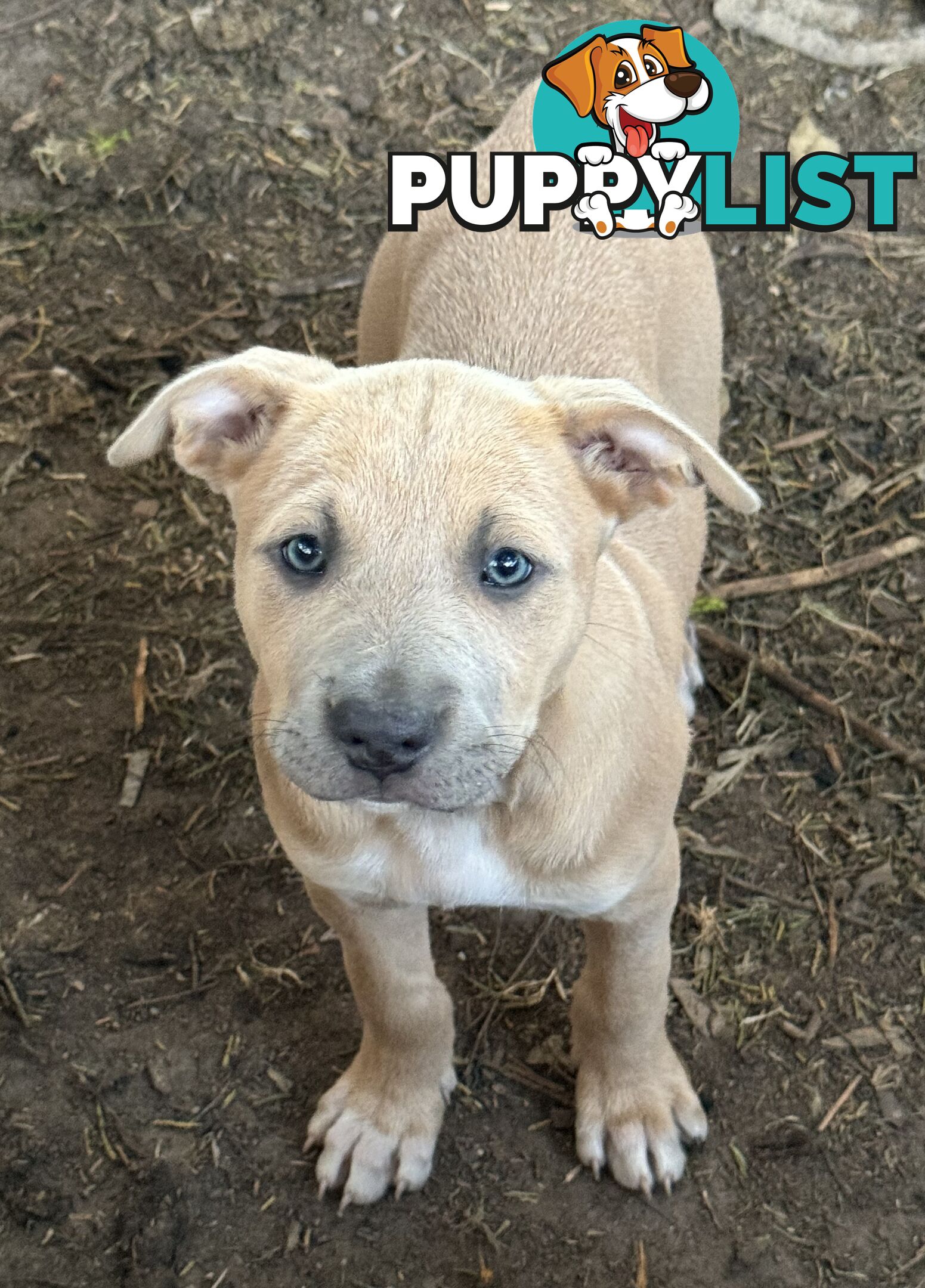 American Staffy x Kelpie Puppies