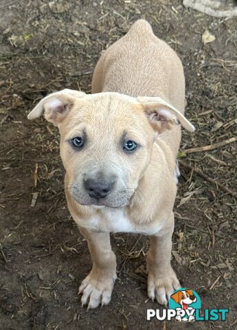 American Staffy x Kelpie Puppies