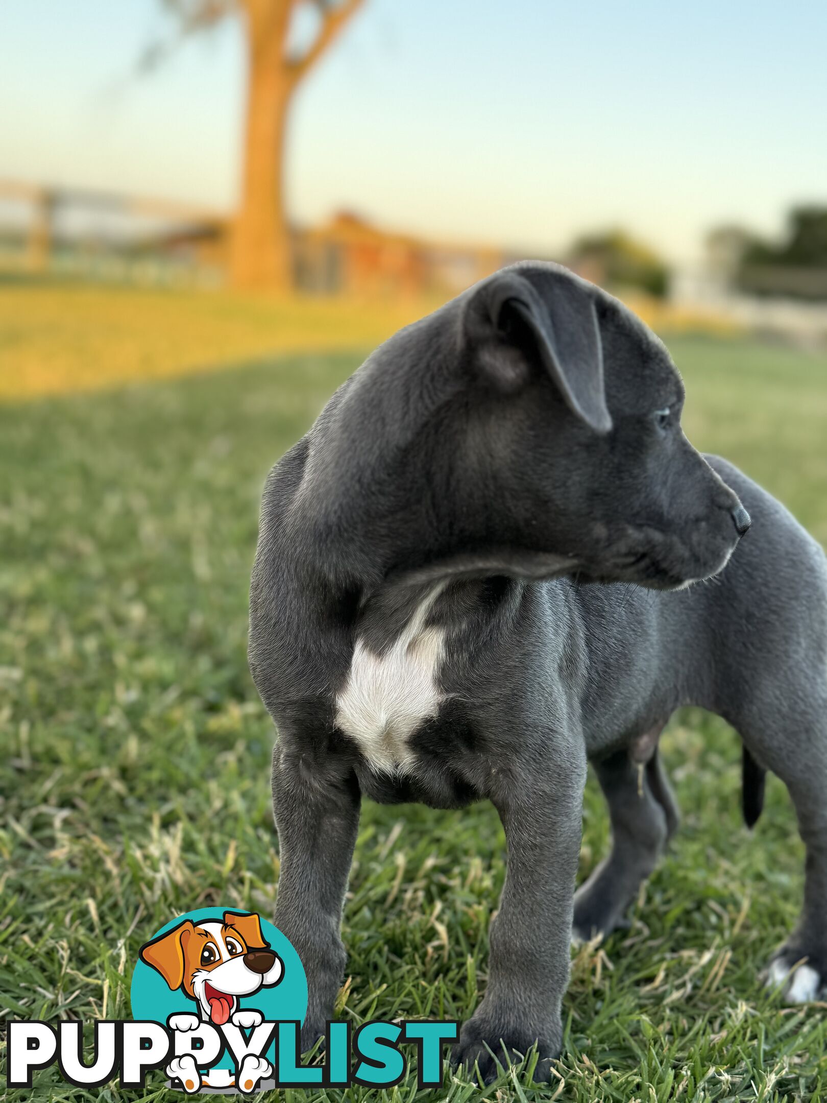 American Staffy x Kelpie Puppies