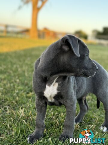 American Staffy x Kelpie Puppies