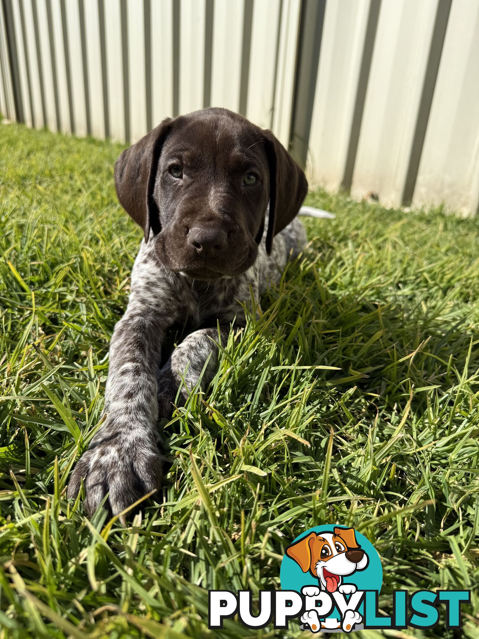 German Shorthaired Pointer Puppies - 7 weeks old