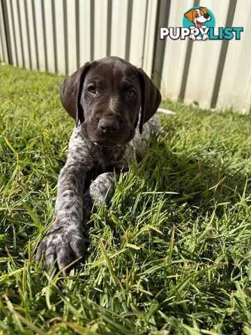 German Shorthaired Pointer Puppies - 7 weeks old