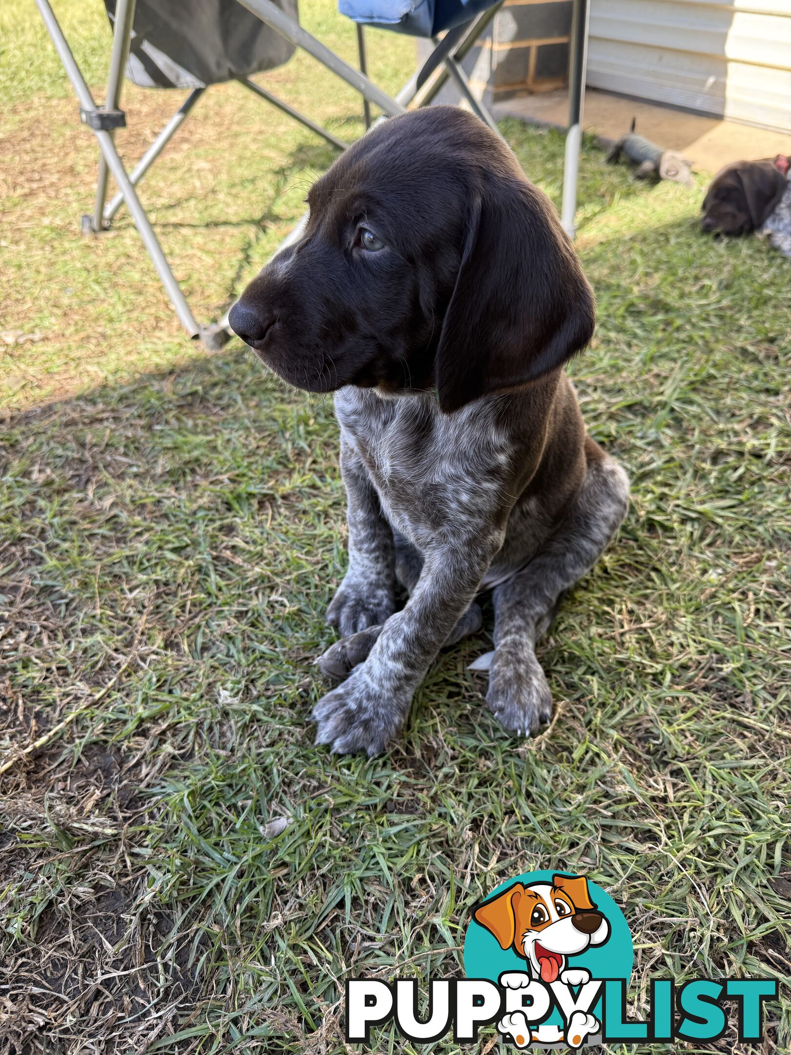 German Shorthaired Pointer Puppies - 7 weeks old