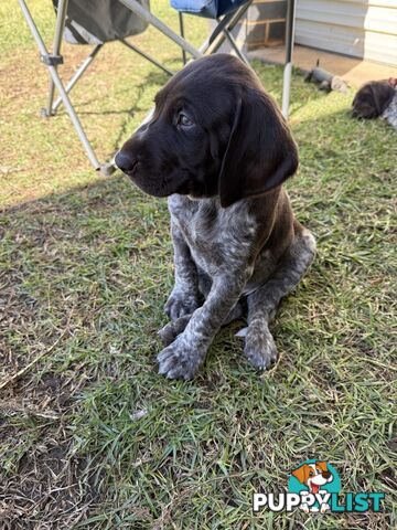 German Shorthaired Pointer Puppies - 7 weeks old