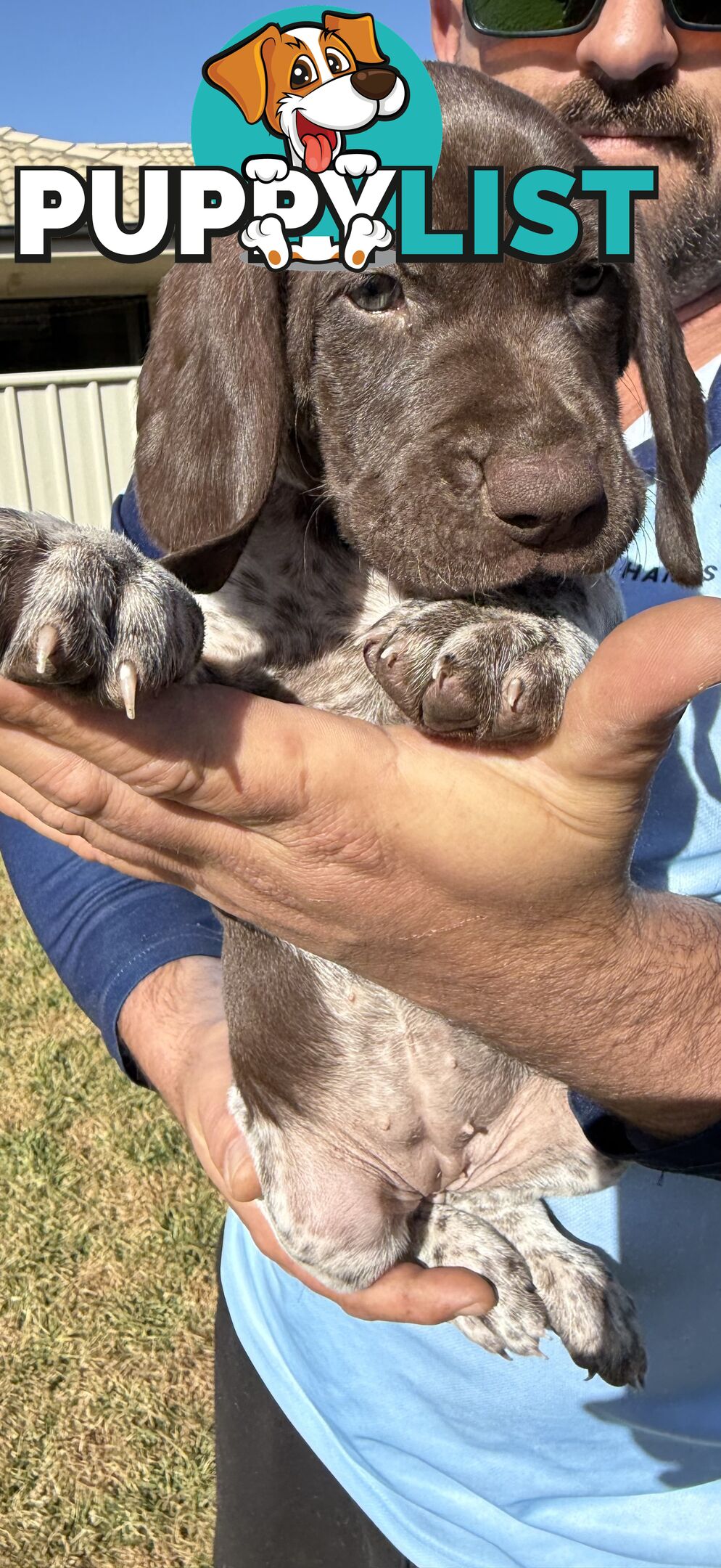 German Shorthaired Pointer Puppies - 7 weeks old
