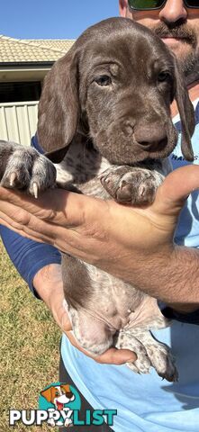 German Shorthaired Pointer Puppies - 7 weeks old