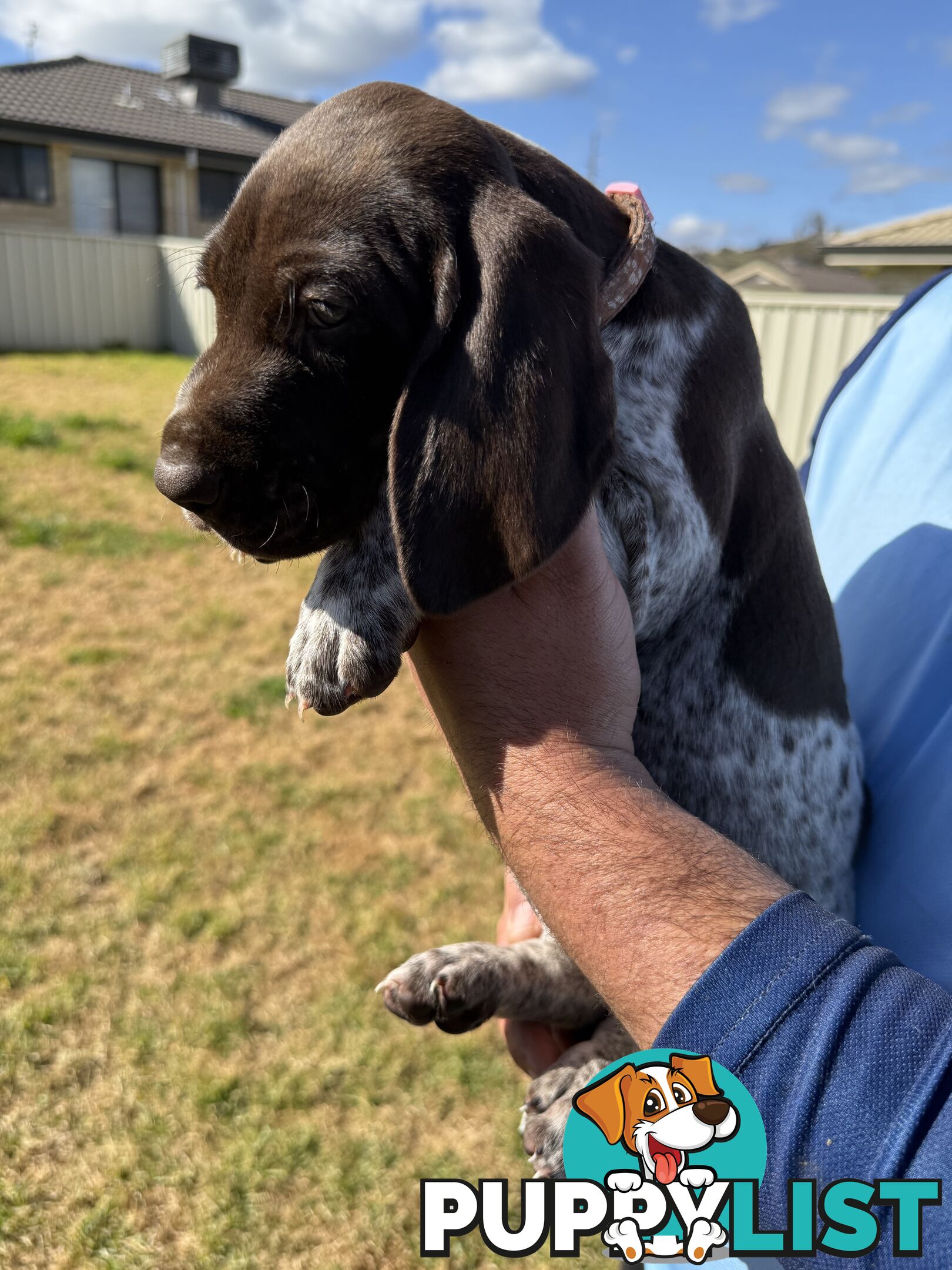 German Shorthaired Pointer Puppies - 7 weeks old