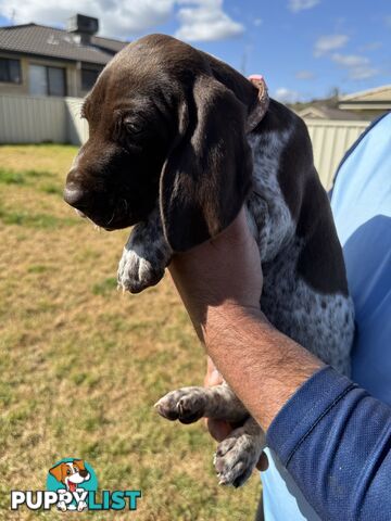 German Shorthaired Pointer Puppies - 7 weeks old