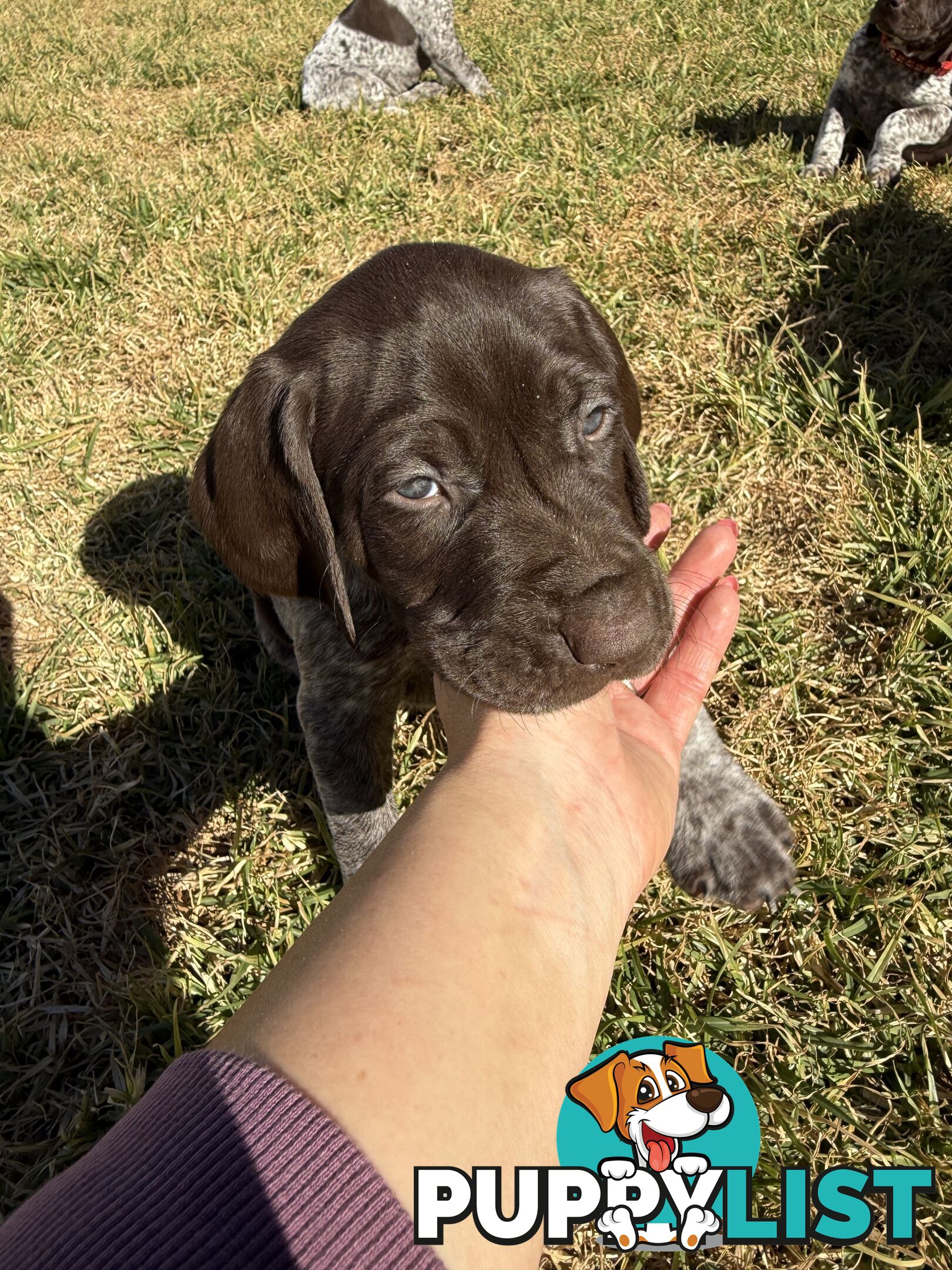 German Shorthaired Pointer Puppies - 7 weeks old