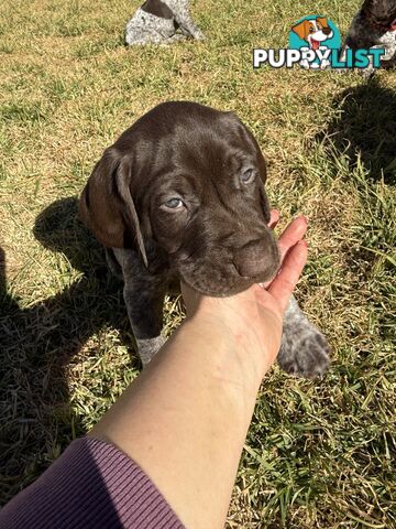German Shorthaired Pointer Puppies - 7 weeks old
