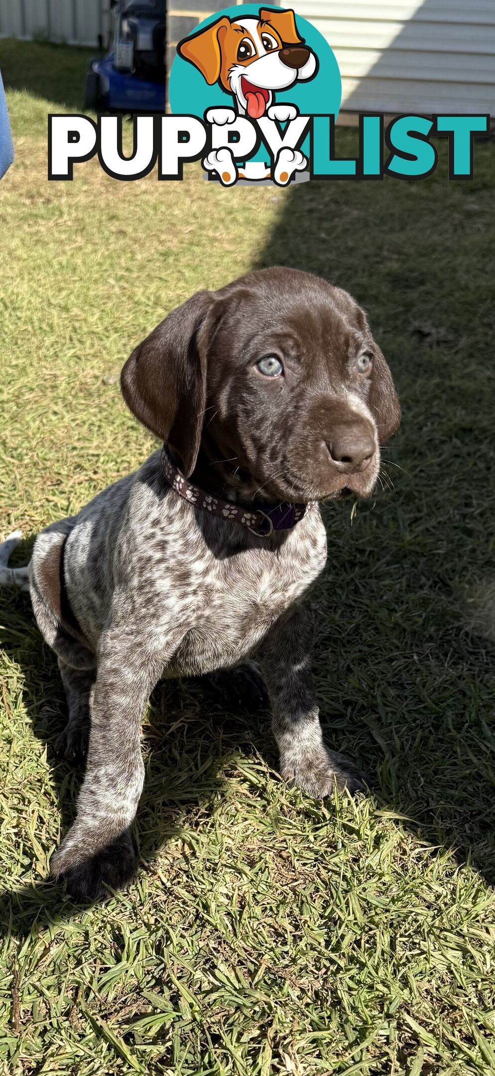 German Shorthaired Pointer Puppies - 7 weeks old