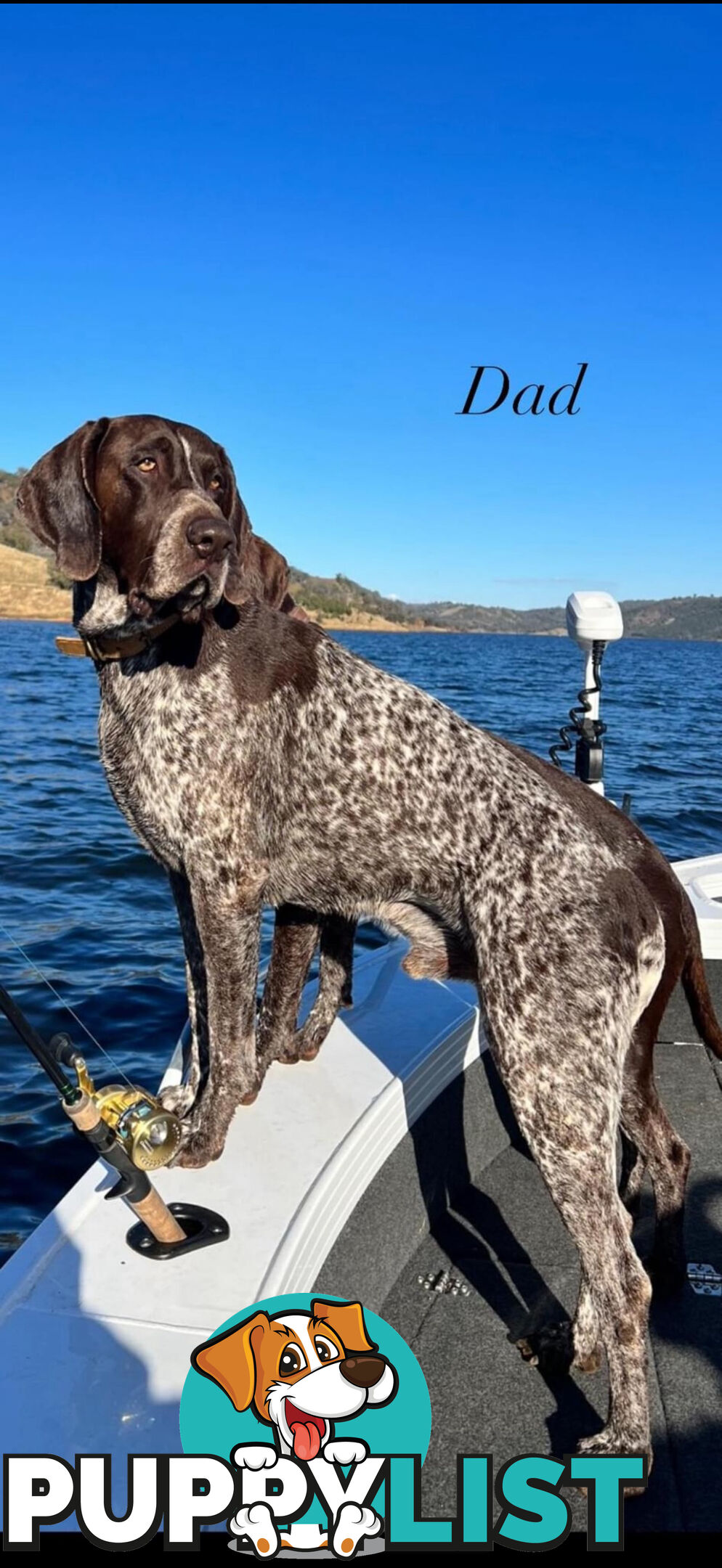 German Shorthaired Pointer Puppies - 7 weeks old