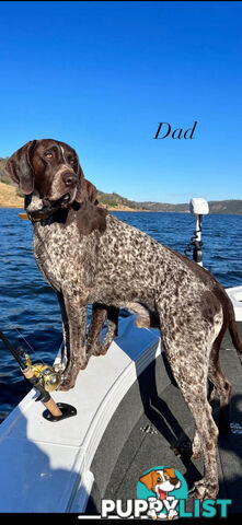 German Shorthaired Pointer Puppies - 7 weeks old