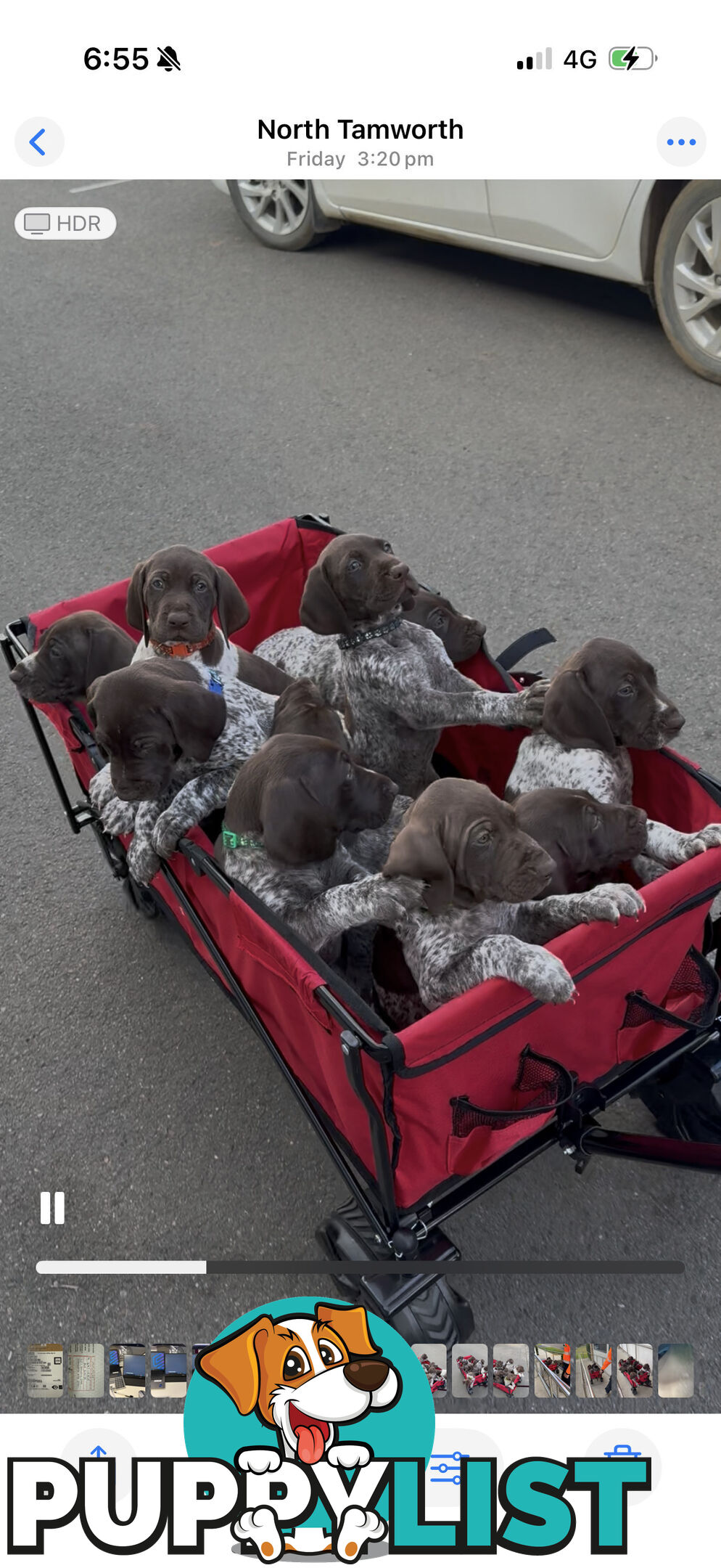 German Shorthaired Pointer Puppies - 7 weeks old