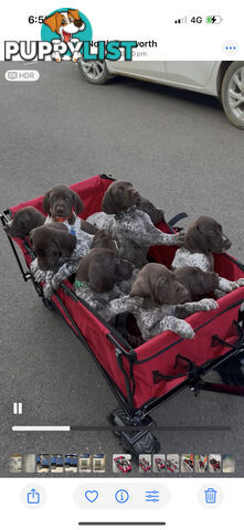 German Shorthaired Pointer Puppies - 7 weeks old