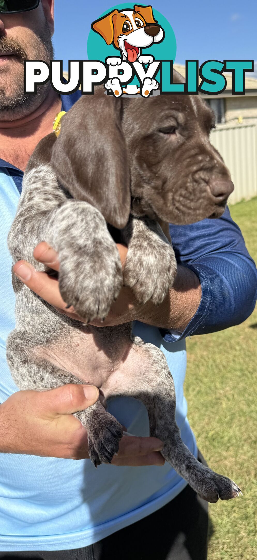 German Shorthaired Pointer Puppies - 7 weeks old