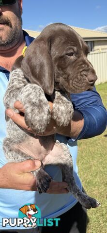 German Shorthaired Pointer Puppies - 7 weeks old