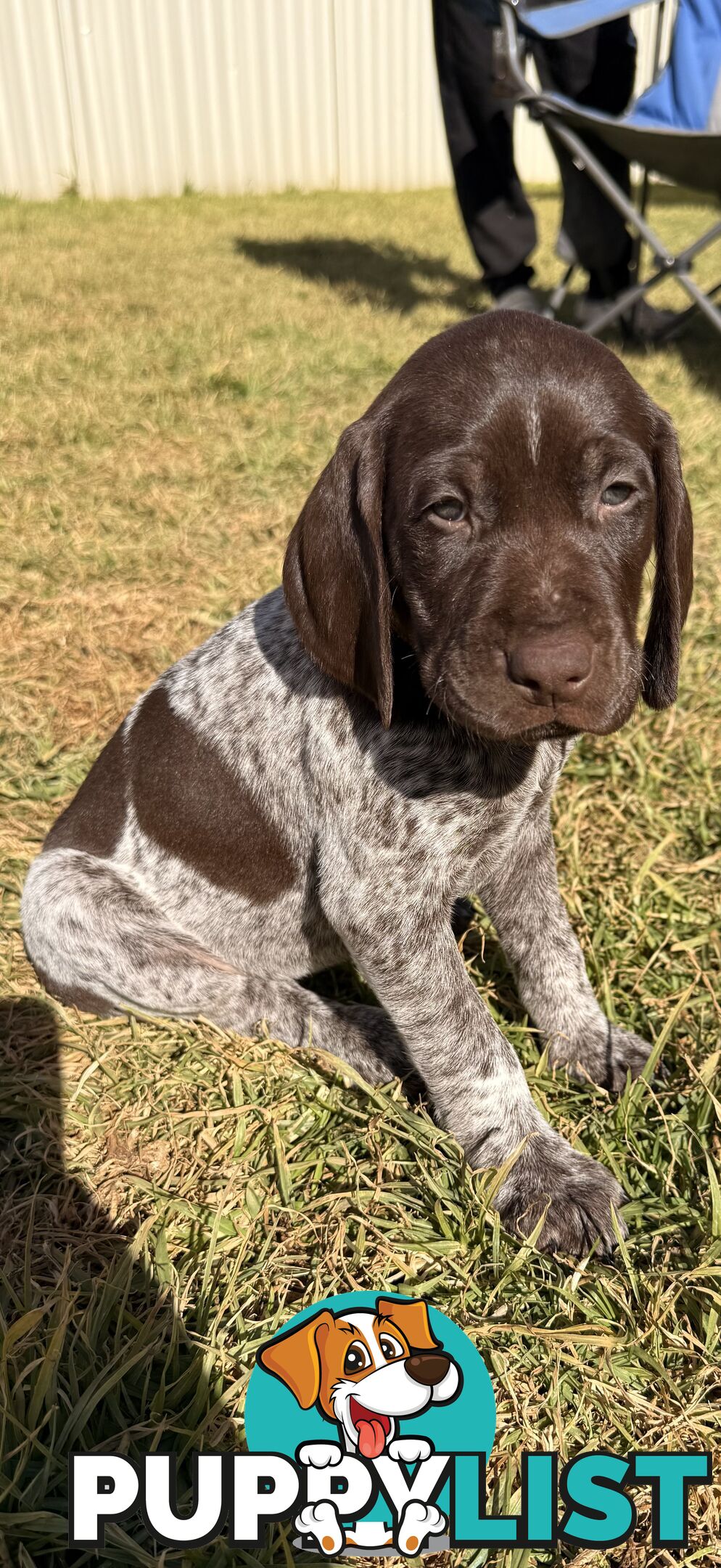 German Shorthaired Pointer Puppies - 7 weeks old