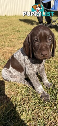 German Shorthaired Pointer Puppies - 7 weeks old