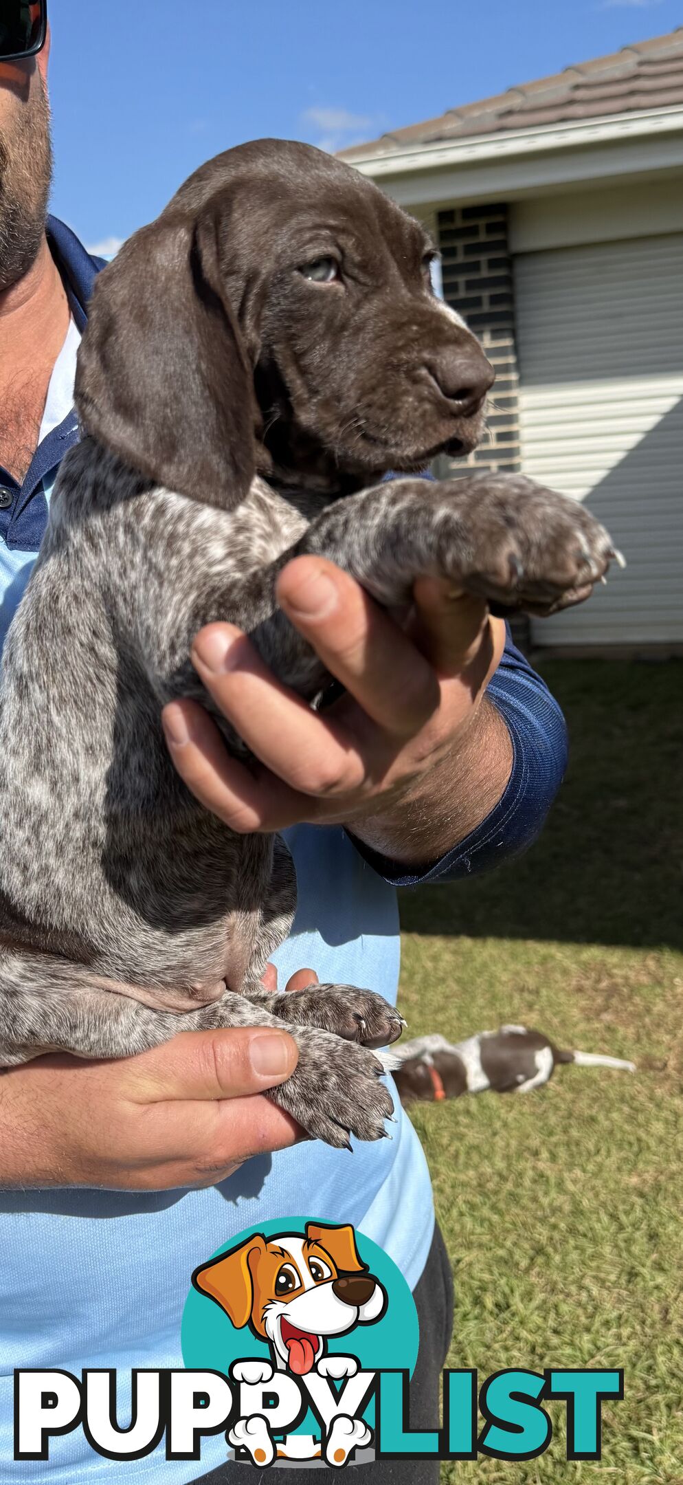 German Shorthaired Pointer Puppies - 7 weeks old