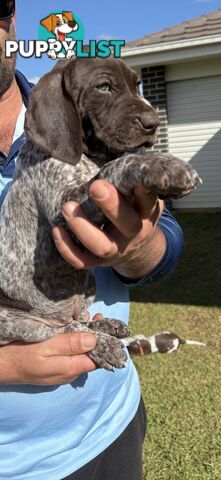 German Shorthaired Pointer Puppies