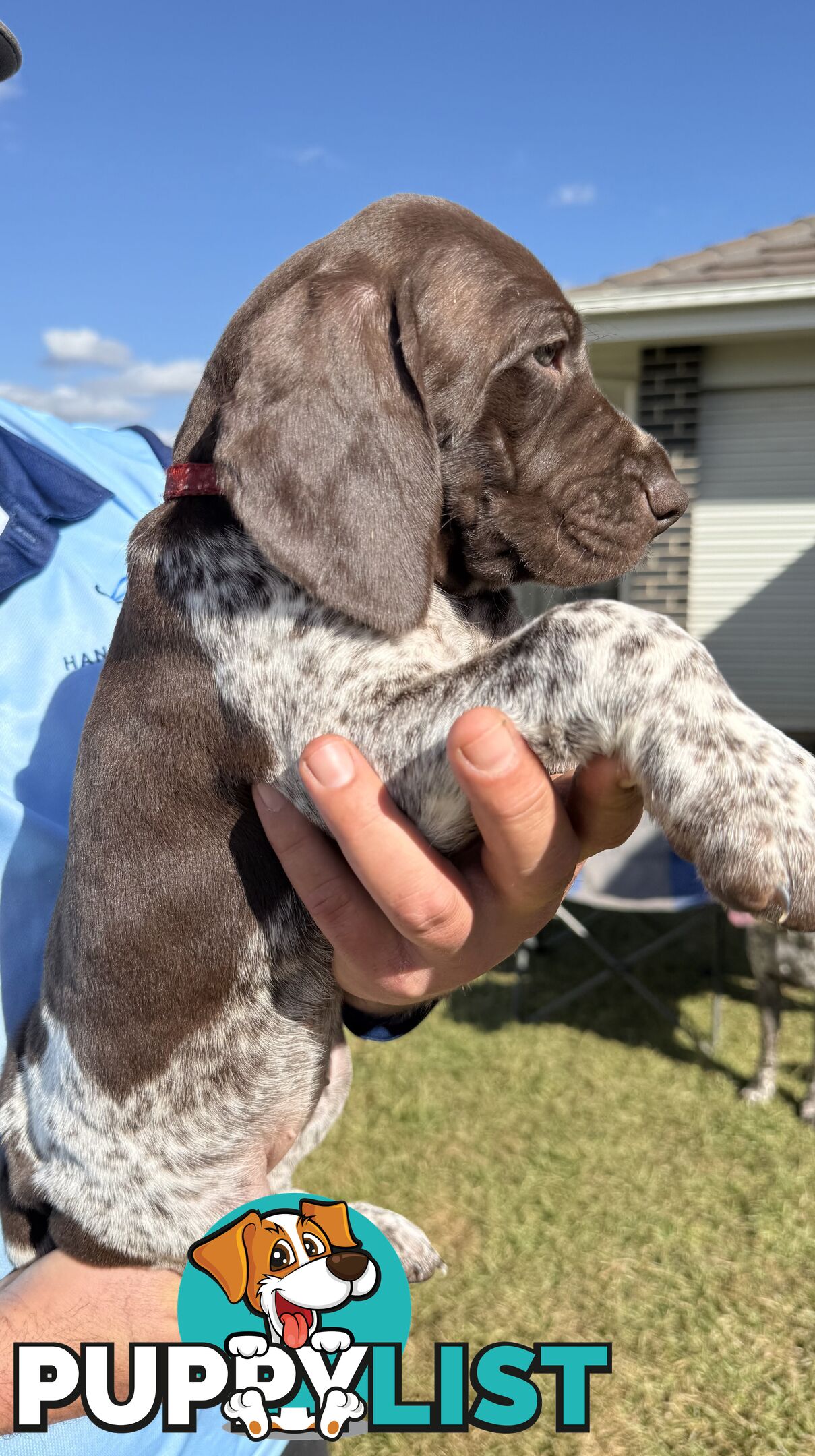 German Shorthaired Pointer Puppies - 7 weeks old