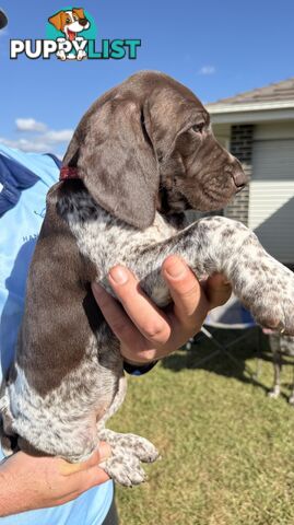 German Shorthaired Pointer Puppies - 7 weeks old