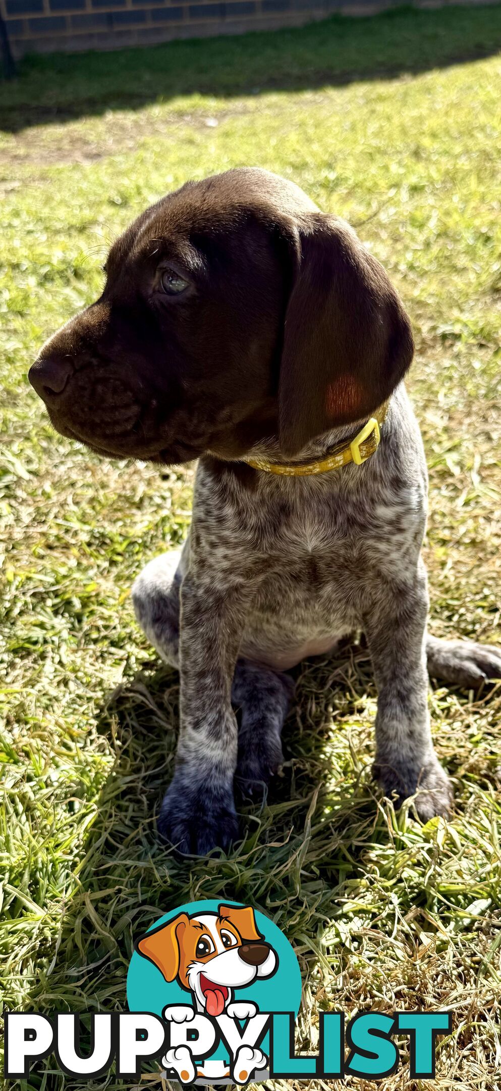 German Shorthaired Pointer Puppies - 7 weeks old