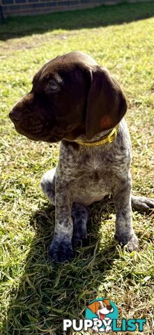 German Shorthaired Pointer Puppies - 7 weeks old