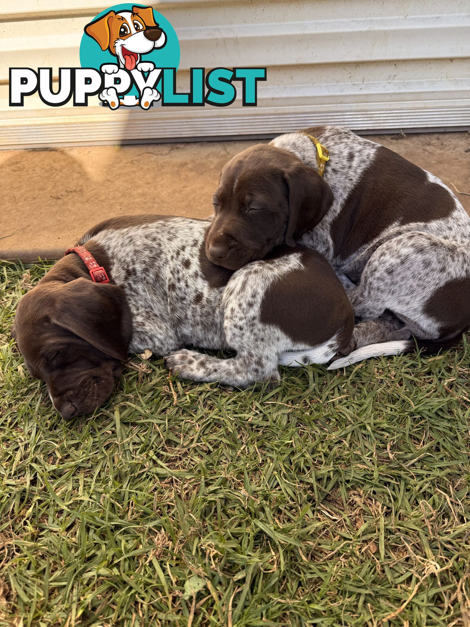 German Shorthaired Pointer Puppies - 7 weeks old