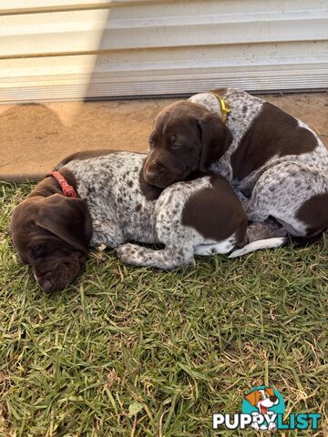 German Shorthaired Pointer Puppies - 7 weeks old