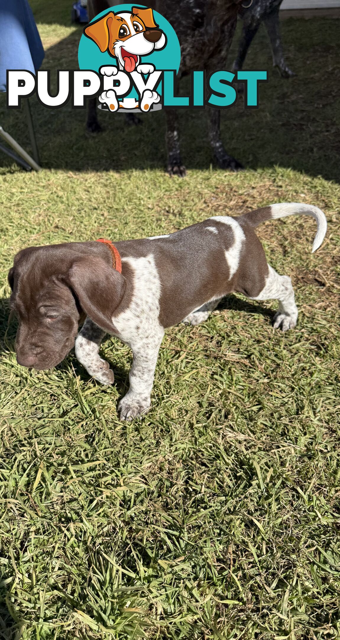 German Shorthaired Pointer Puppies - 7 weeks old